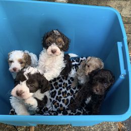 Australian Labradoodle Puppies from Australian Heritage Labradoodles