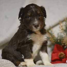 Aussiedoodle and Shichon Puppies from PTK Ranch