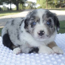 Taffy - Blue merle Miniature Australian Shepherd puppy in Paris, Texas from Kuttin’ Up Mini Aussies