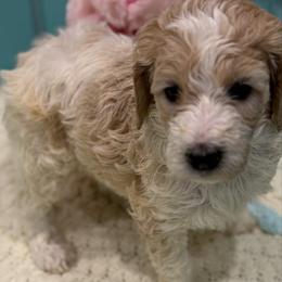 Liberty - Parti female Goldendoodle puppy in Maricopa, Arizona from AZ Designer Goldendoodles