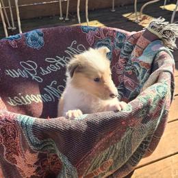 Micah - Sable merle male Collie puppy in Winder, Georgia from Dove Creek Collies