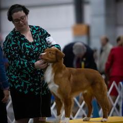 Nova Scotia Duck Tolling Retriever All Grown Up from RiverSong Tollers
