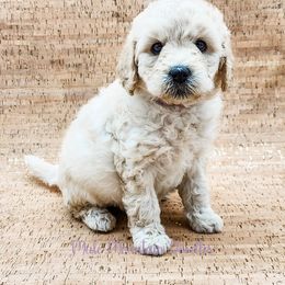 Double Doodle, Labradoodle, and Sheepadoodle Puppies from Mule Mountain Doodles