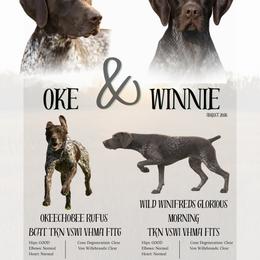 Girl 2 - Liver roan female German Shorthaired Pointer puppy in Payneville, Kentucky from Roan Point Kennel