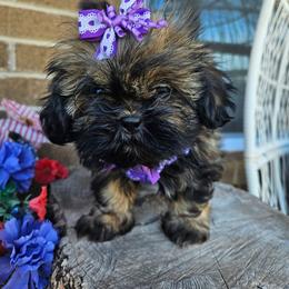 Dolly - Black and tan female Shih Tzu puppy in Vernon, Texas from Fru Fru's Shih Tzus
