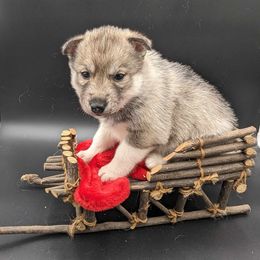 German Shepherd and Siberian Husky Puppies from Sstar