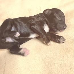 Buckwheat - Black male Goldendoodle puppy in Newark, New Jersey from Westmorelandislandpups