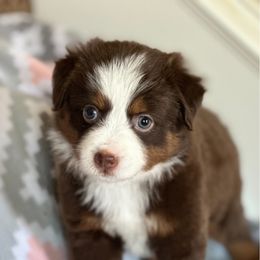 Miniature Australian Shepherd and Toy Australian Shepherd Puppies from Bar C Toy & Mini Aussies