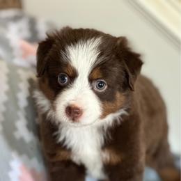Miniature Australian Shepherd and Toy Australian Shepherd Puppies from Bar C Toy & Mini Aussies