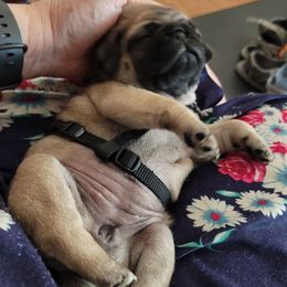 Girl 1 - Fawn female Pug puppy in Phoenix, Arizona from Pug Place Phoenix