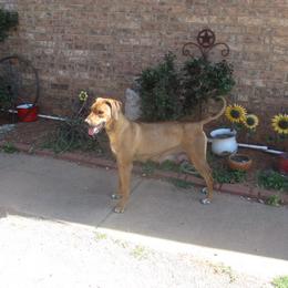 Annie - Rhodesian Ridgeback
