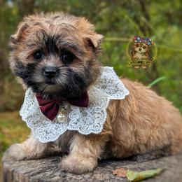 Sailor - Gold female Morkie puppy in Barren Springs, Virginia from Seeking Shalom Acres Maltese, Maltipoos & Havamalts