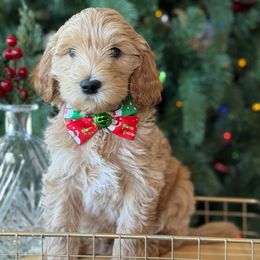 Hush puppy- blue collar - Red  male Goldendoodle puppy in Yuciapa, California from AlltheDoodlez_