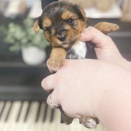 Yorkshire Terrier Puppies from Elaine’s Pup Co.