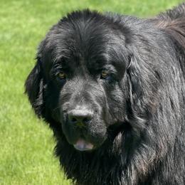 Newfoundlands, Saint Berdoodles, and Saint Bernards from Blue Heart Kennel