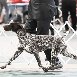 German Shorthaired Pointers and Pointers from Bishop Kennels