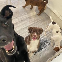 Australian Shepherd Puppies from Discovery Hill Australian Shepherds