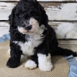 Onyx - Black and white male Bernedoodle puppy in Austin, Texas from Austin Doodles & Poodles