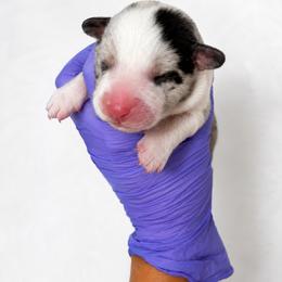Wrangler - Blue merle and white male Cardigan Welsh Corgi puppy in Kerens, West Virginia from Leather & Lace