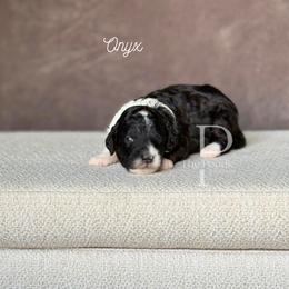 Onyx - Black and white male Bernedoodle puppy in Tulsa, Oklahoma from The Poodle Co. Raising Doodles & Poodles