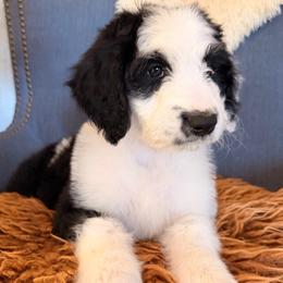 Dixie - Black and white female Sheepadoodle puppy in Vernonia, Oregon from Life Unleashed Farm