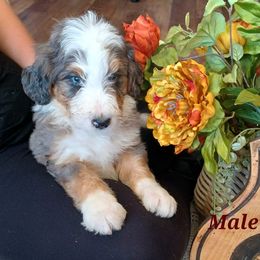 Aussiedoodle, Bernedoodle, Poodle, Shihpoo, and Shih Tzu Puppies from Route 66 Poodles & Doodles, Sapphire Shih-tzu's of Ohio