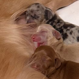 Dachshunds from Lovelaced Pups