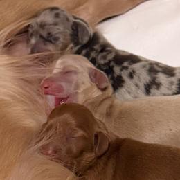 Dachshunds from Lovelaced Pups