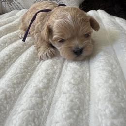 Bubbles purple collar - Apricot female Maltipoo puppy in Fredericktown, Missouri from Doodle Pups Fur-Ever