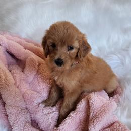 Miss Pink - Apricot female Goldendoodle puppy in Cumming, Georgia from Chattahoochee Kennels