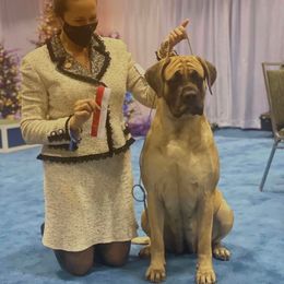 Melania - Mastiff