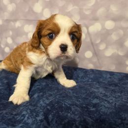 Onyx - Blenheim male Cavalier King Charles Spaniel puppy in Neosho, Missouri from Pups on the Ridge