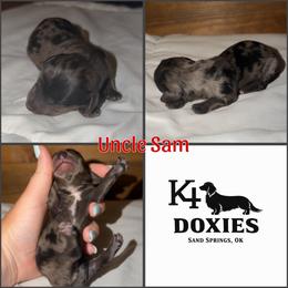 Uncle Sam - Dapple male Dachshund puppy in Tulsa, Oklahoma from K4 Doxies