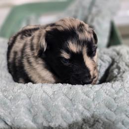 Blueberry Muffin - Blue merle female Australian Shepherd puppy in Rainsville, Alabama from Chaparro Farm Aussies
