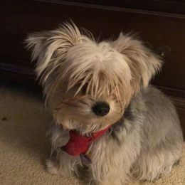 Brain - Biewer Terrier