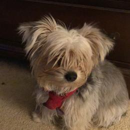 Brain - Biewer Terrier