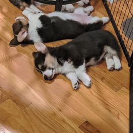 Pembroke Welsh Corgi Puppies from The Hope Ranch