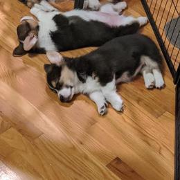 Pembroke Welsh Corgi Puppies from The Hope Ranch