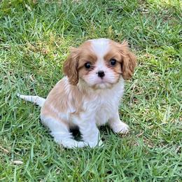 Greg - Blenheim male Cavalier King Charles Spaniel puppy in Diberville, Mississippi from Sophie’s AKC Cavaliers
