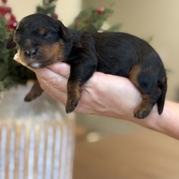 Slogger - Tri-color male Cavapoo puppy in Yuciapa, California from AlltheDoodlez_