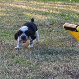English Springer Spaniel Puppies from Savannah River Springers