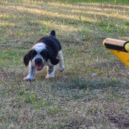 English Springer Spaniel Puppies from Savannah River Springers