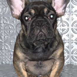 French Bulldogs from Mobbullyfarms