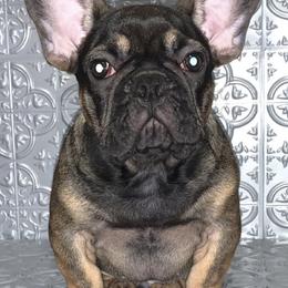 French Bulldogs from Mobbullyfarms