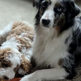 Aussiedoodles from Ridgeview Aussiedoodles