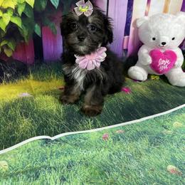Kiki - Black & tan tri-color female Morkie puppy in Davie, Florida from Sweet Peluditos