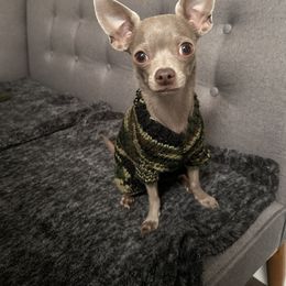 Chihuahua and Dachshund Puppies from Little Pawz, LLC