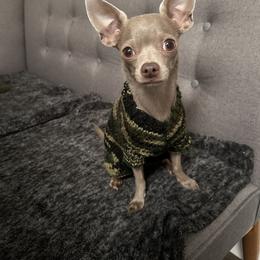 Chihuahua and Dachshund Puppies from Little Pawz, LLC