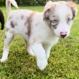 Coco - Red merle female Australian Shepherd puppy in Marshfield, Vermont from Discovery Hill Australian Shepherds