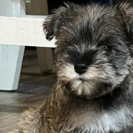 Miniature Schnauzers from Castle Creek Kennels